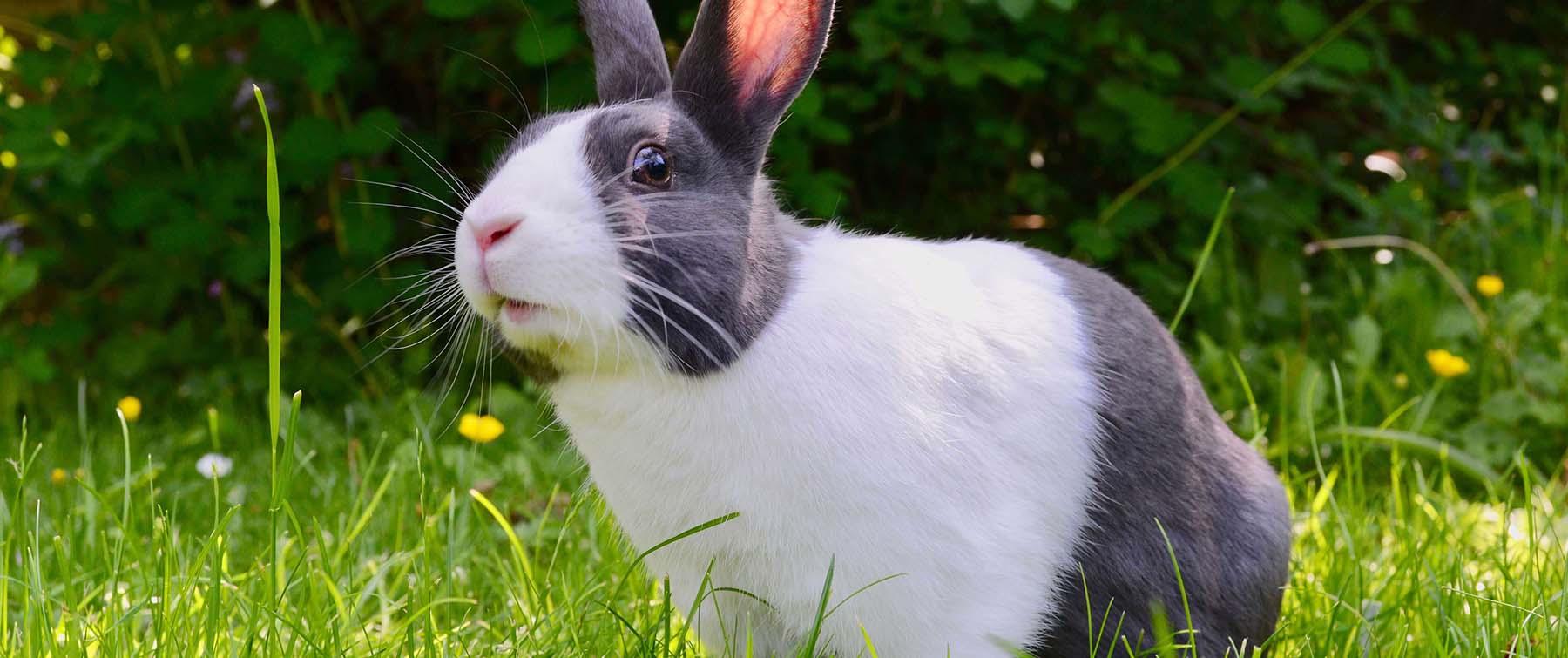 How to prevent your rabbit from overheating - Pet n Pony