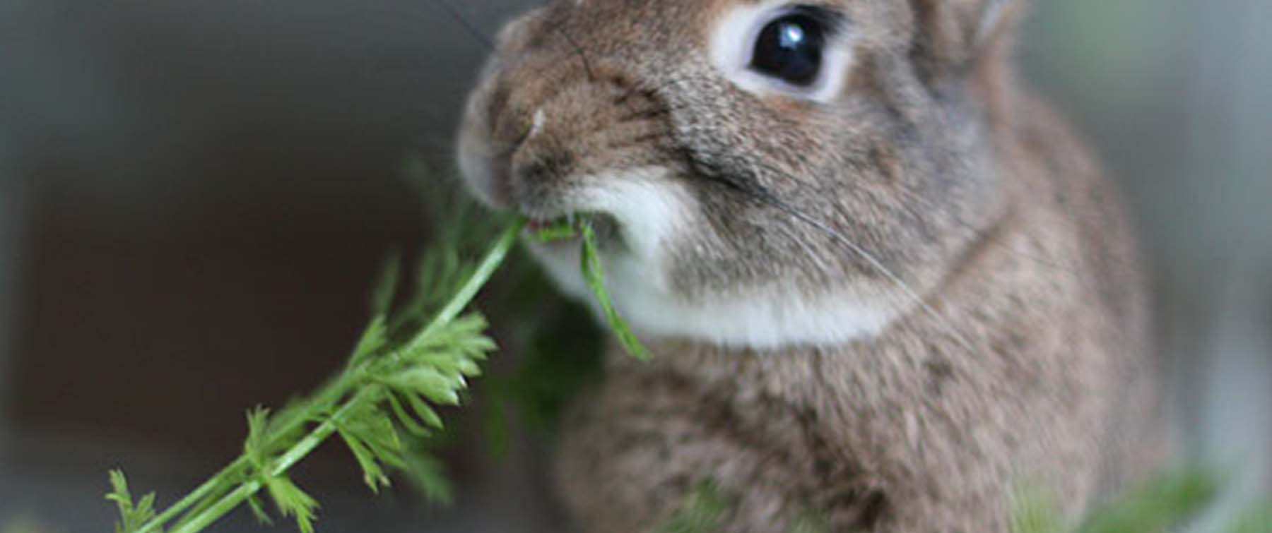 Feeding and Caring for Rabbits