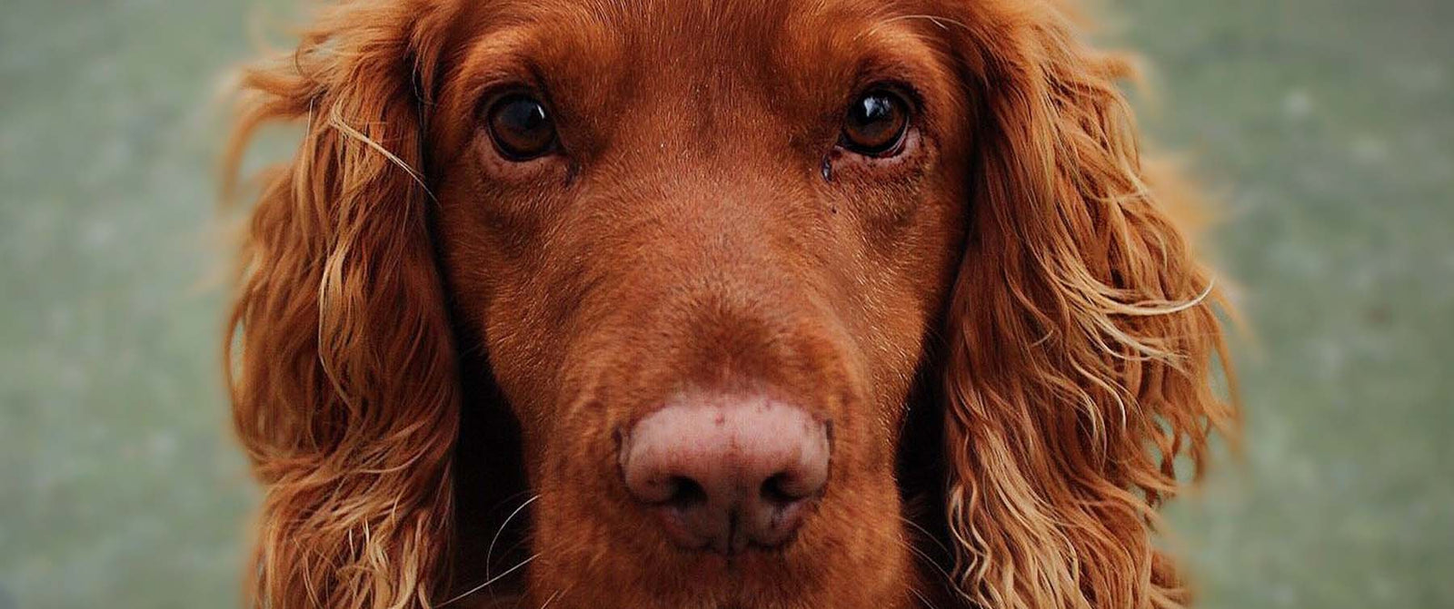 Why you should trim your dogs nails