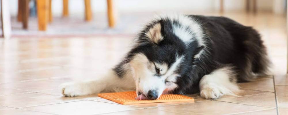 A Comprehensive Guide to LickiMats for Dog Enrichment