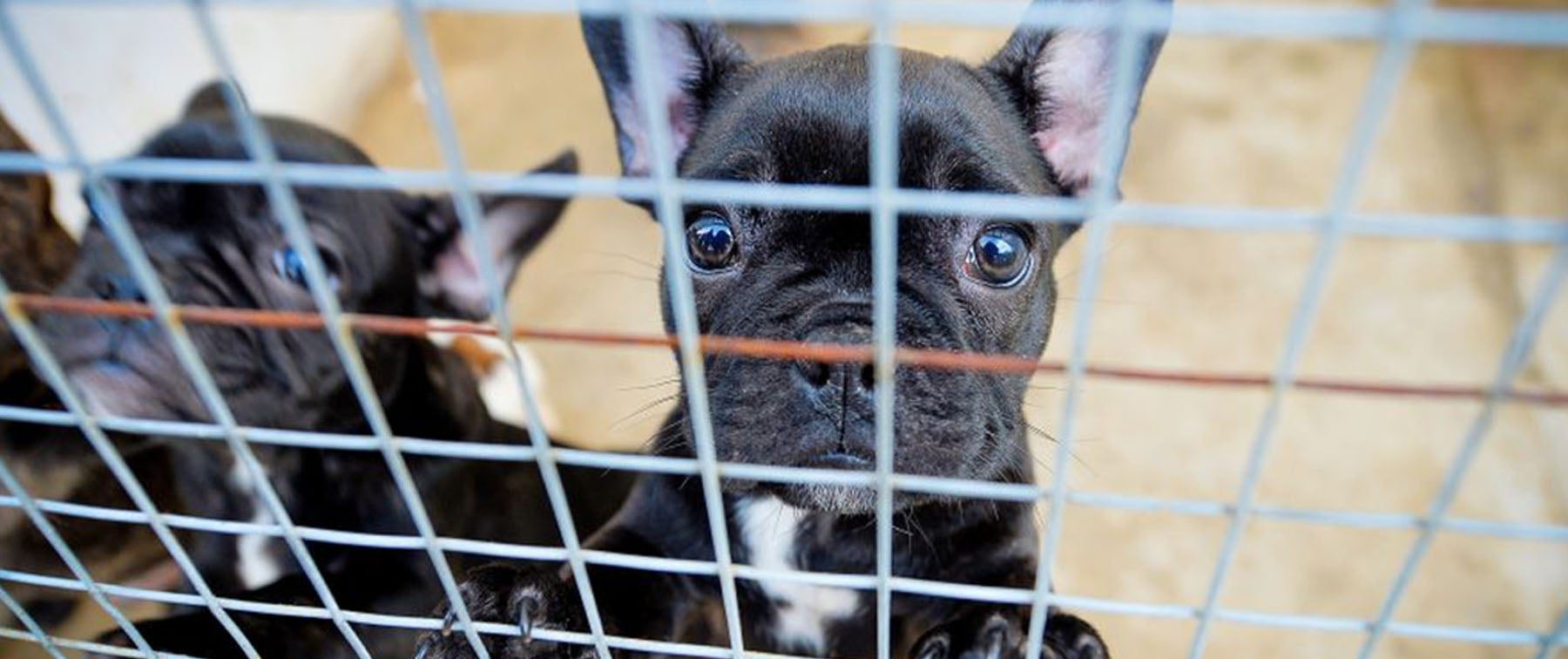 Scotland's Largest Puppy Farm Shut down