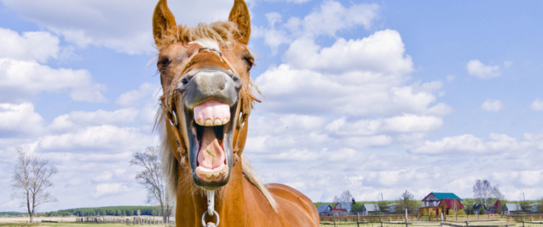 How to Care for your Horse and Pet's Teeth