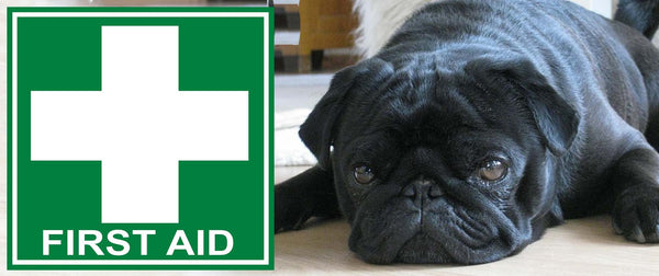 Dog First Aid: How to make a First Aid Kit - Pet n Pony