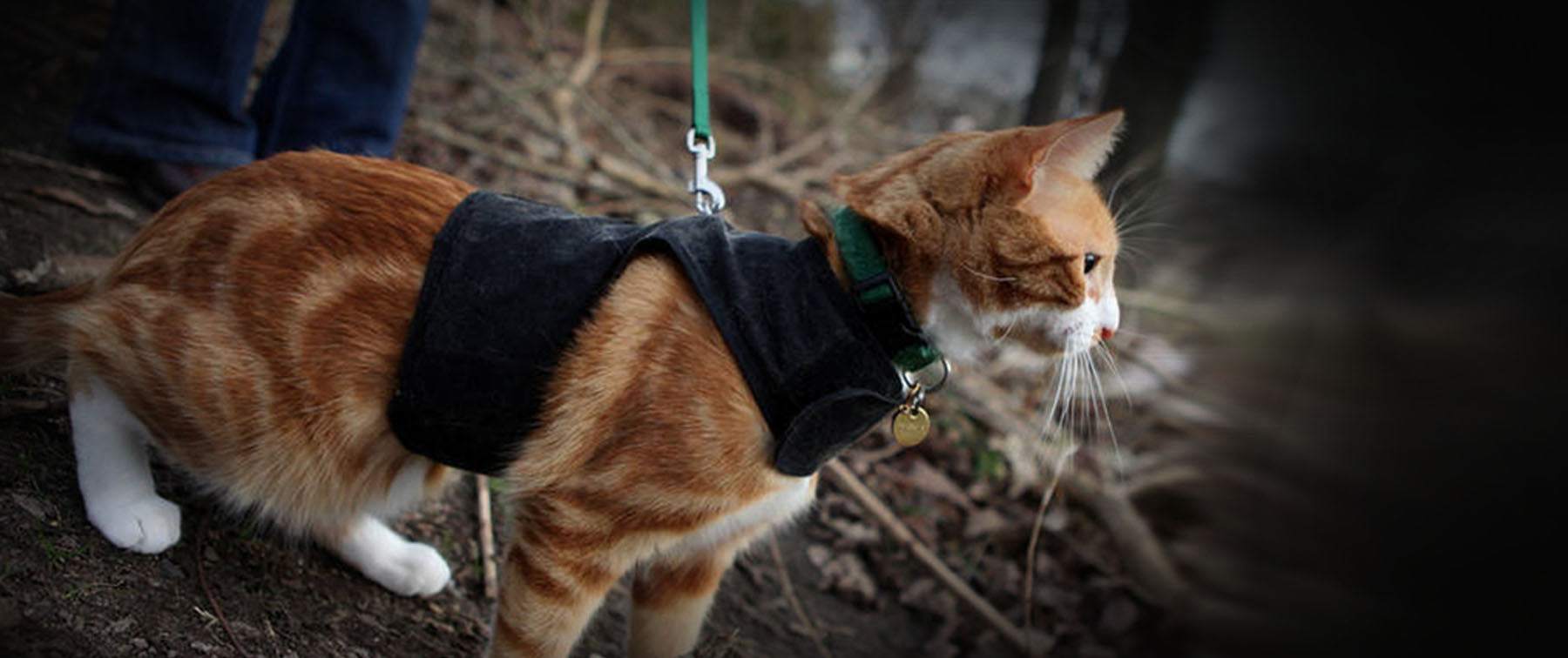 Walking your Cat is a bad thing? RSPCA says
