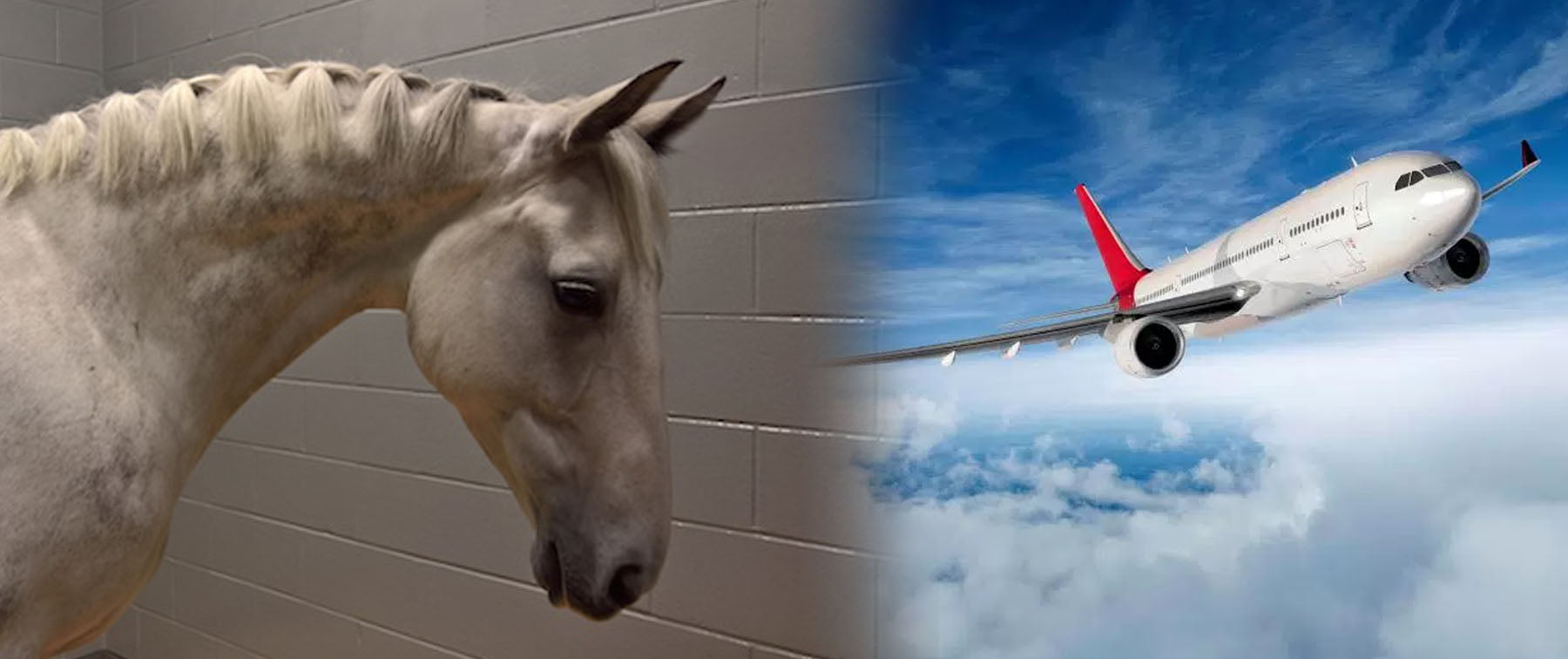 private Animal Airport Lounges' first  Horses