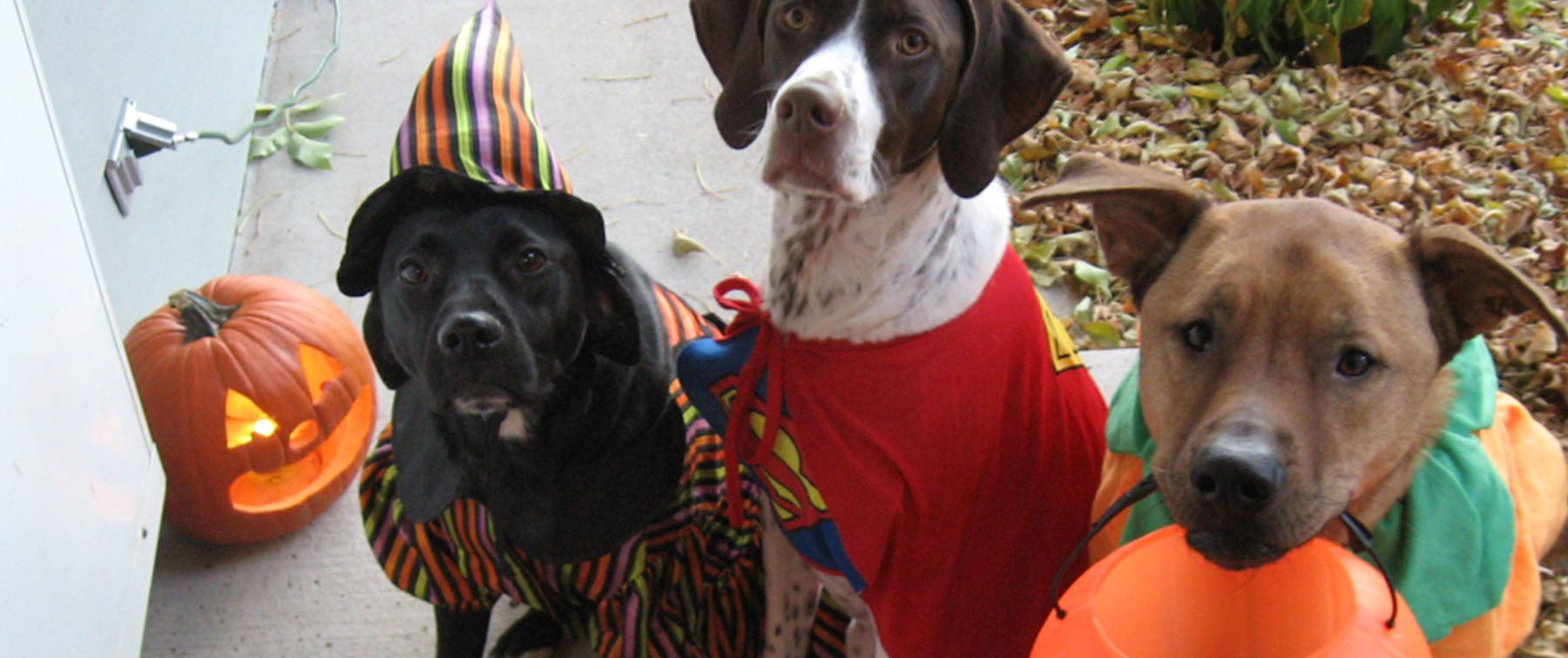 The Best Howl-o-ween Costumes for Pets!