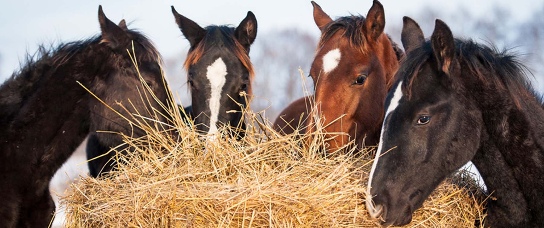 Winter Feeding Guide for Horse Owners