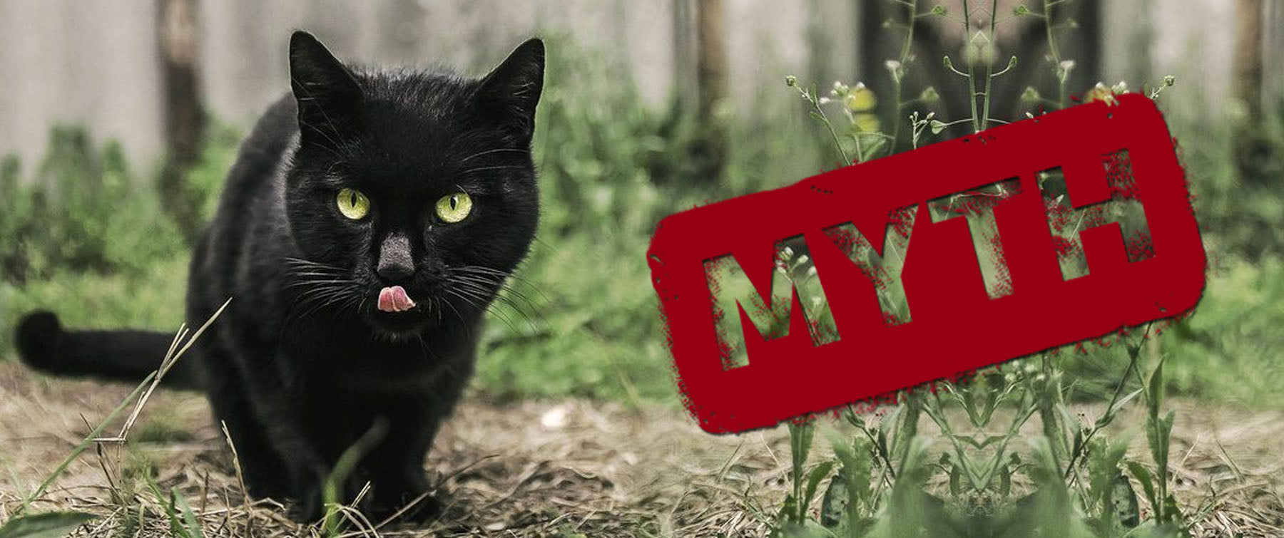 Cats: Debunking the Myths