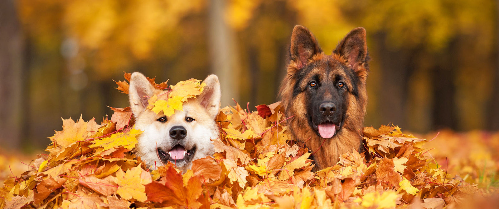 Paw-tumn is nearly here: Are you ready?