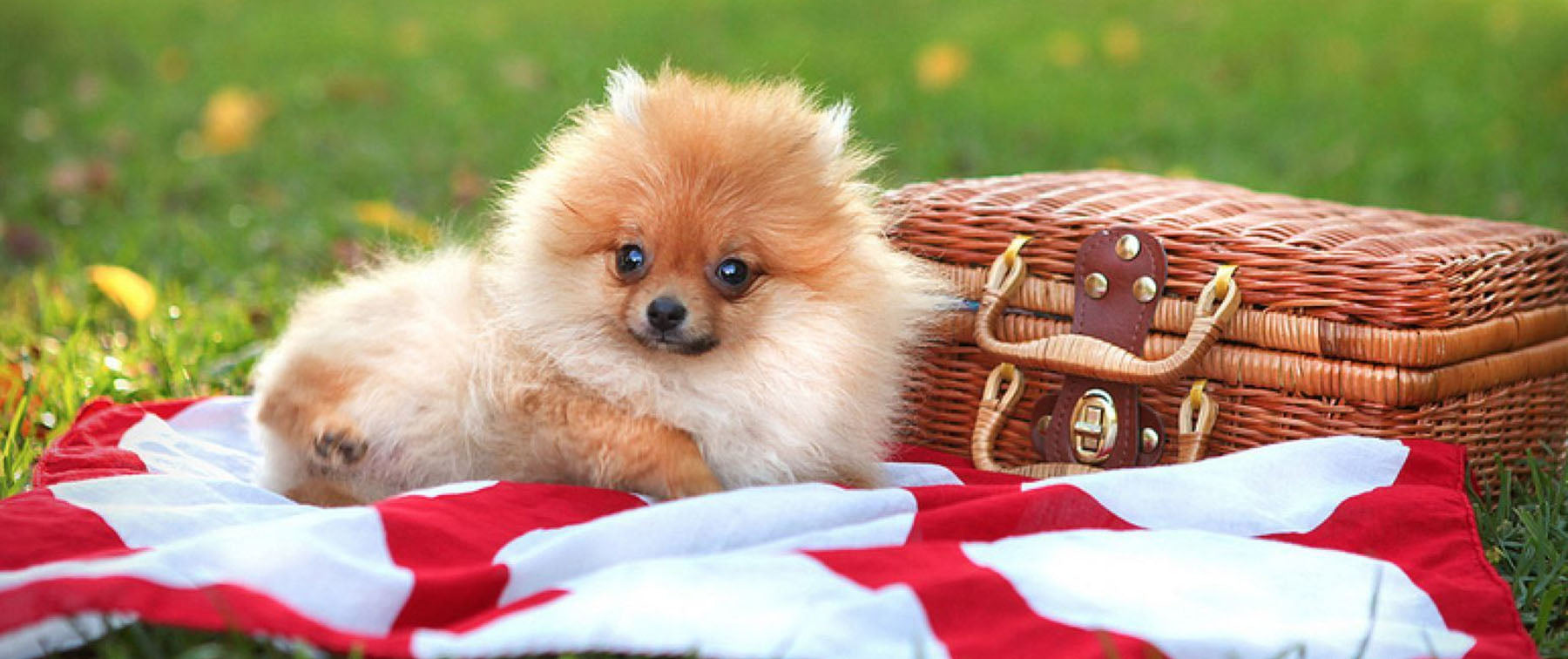 Summer Picnic with the Dog? Woof Woof!