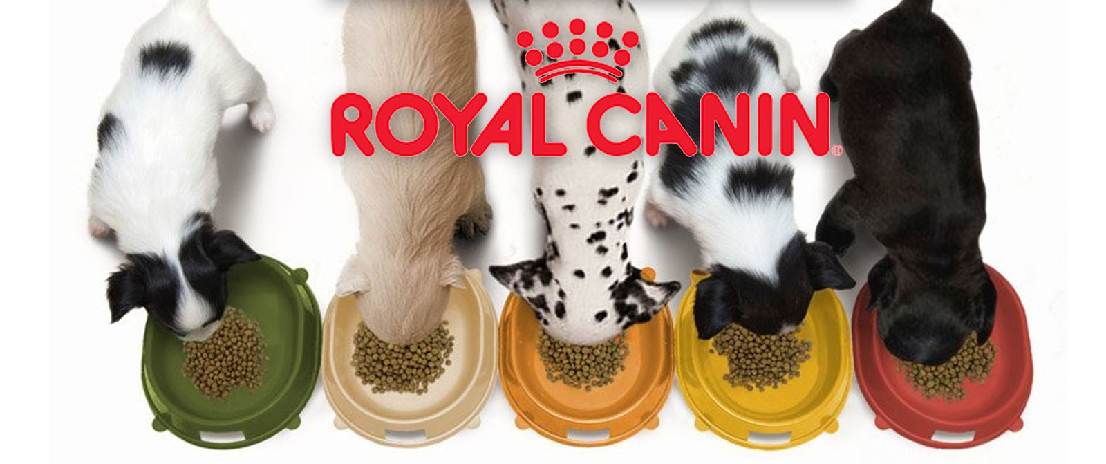 Royal canin breed sales specific dog food