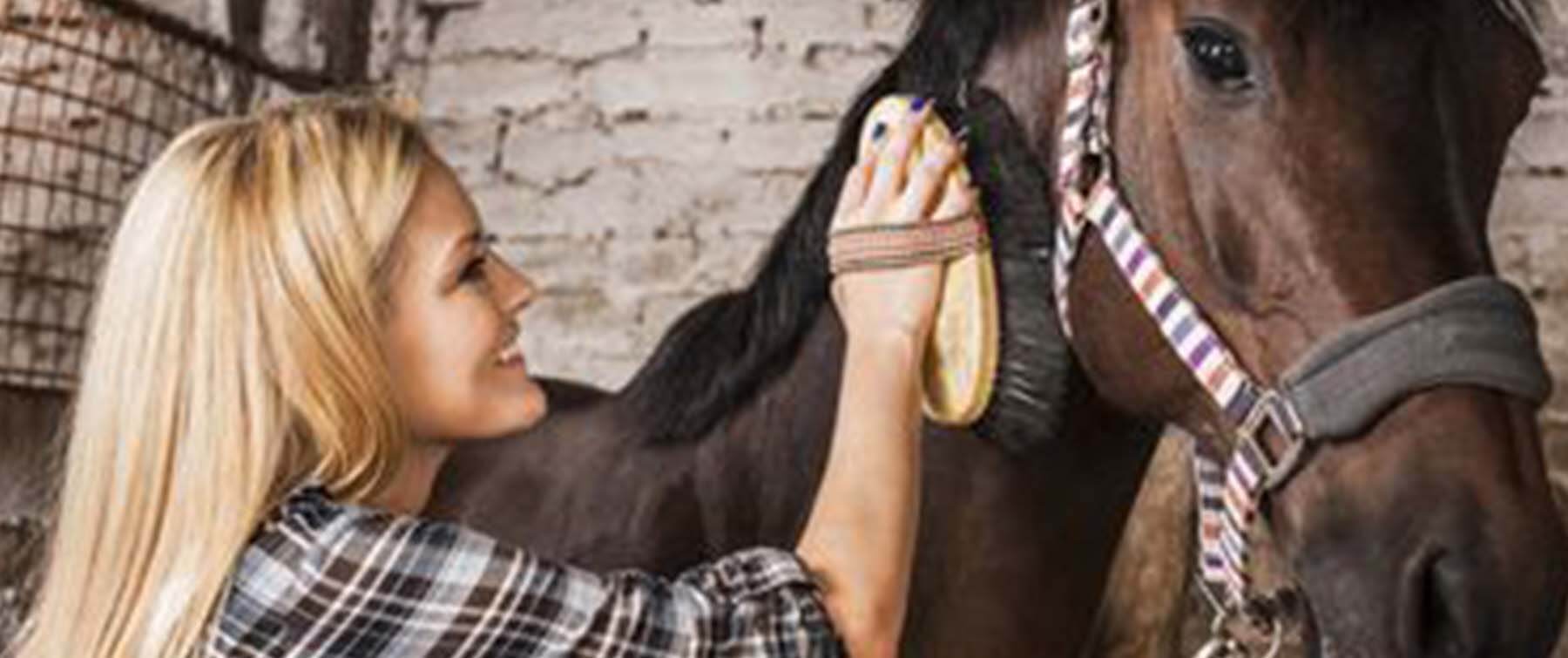Bathing and Grooming tips for your horse!