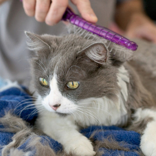 Cat Grooming
