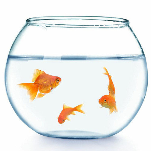 Fish Aquariums Bowls &amp; Stands