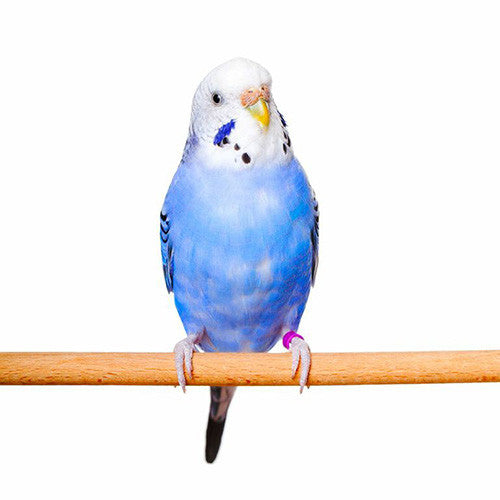 Bird Toys Ladders &amp; perches