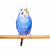 Bird Toys Ladders &amp; perches
