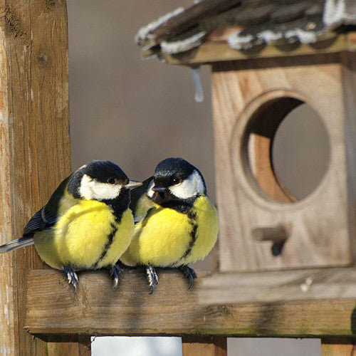 Wild Bird Nesting Boxes