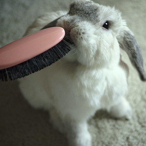 Rabbit Grooming