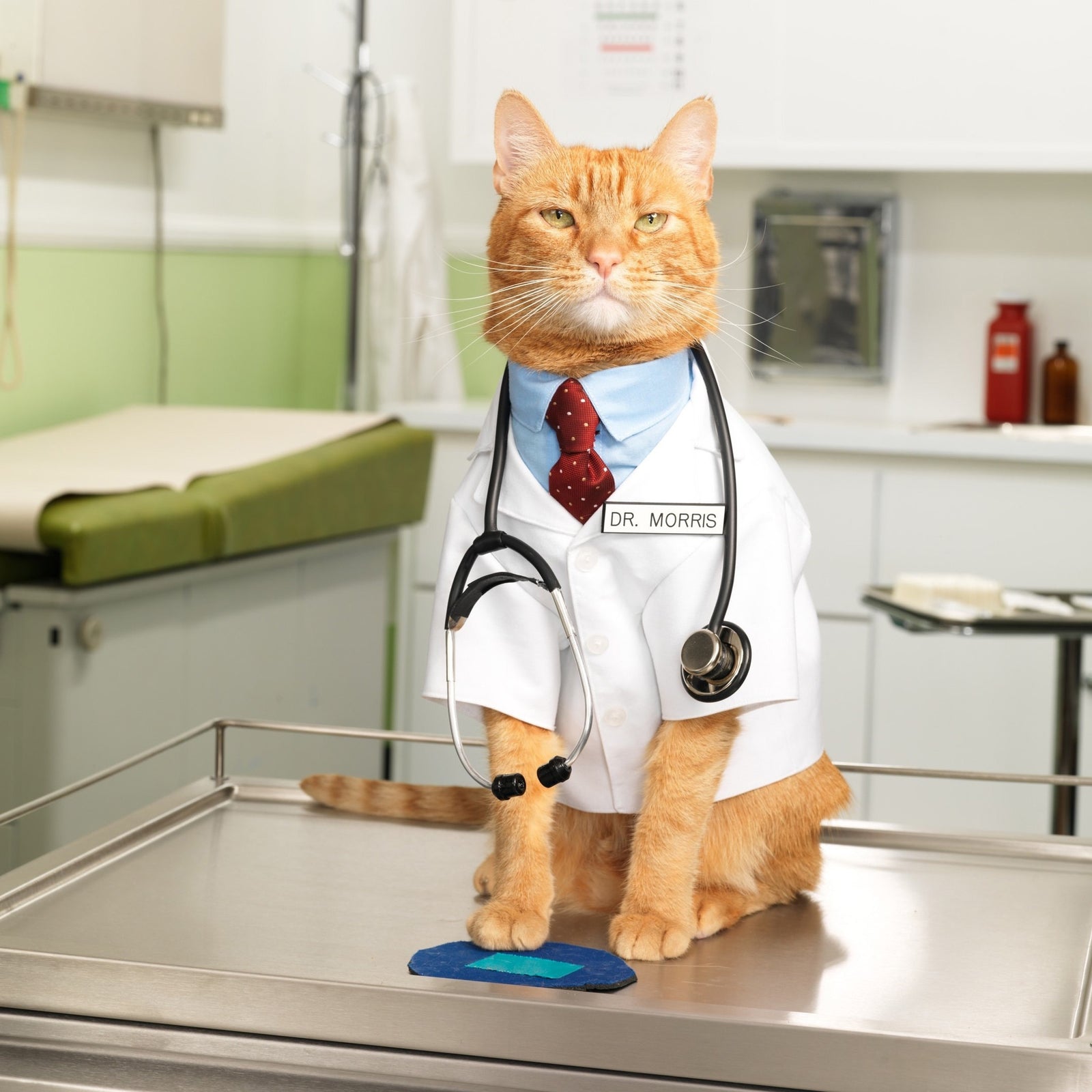 Cat Health &amp; Hygiene