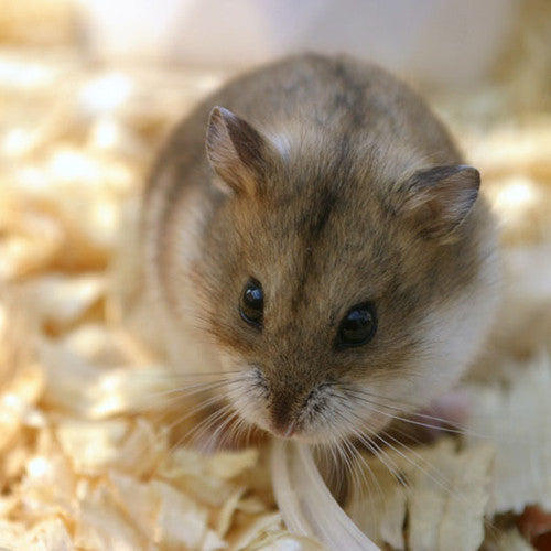 Dwarf hamster bedding hotsell