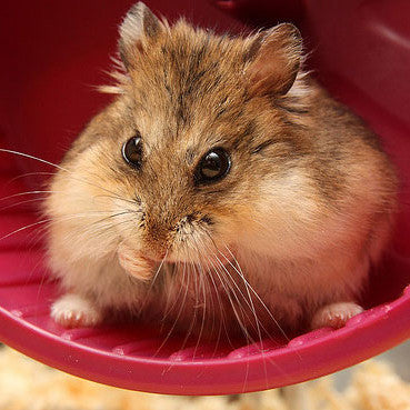 Dwarf Hamster Accessories