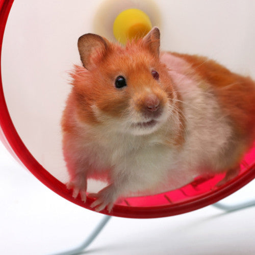 Hamster Accessories