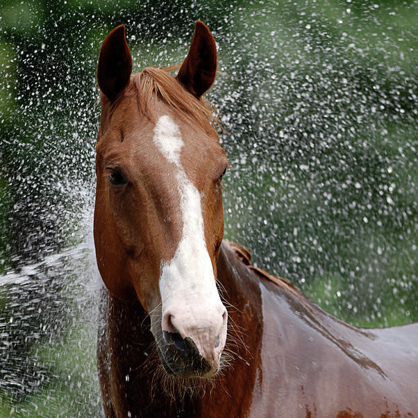 Shampoo &amp; Body Care