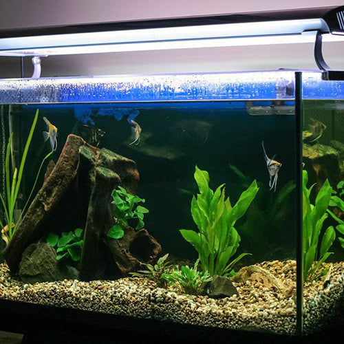 Fish Heating &amp; Lighting