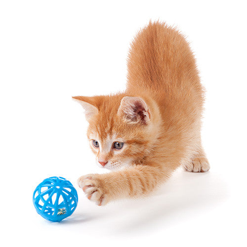 Cat Toys