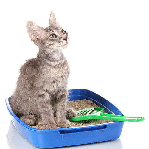 Cat Litters &amp; Trays