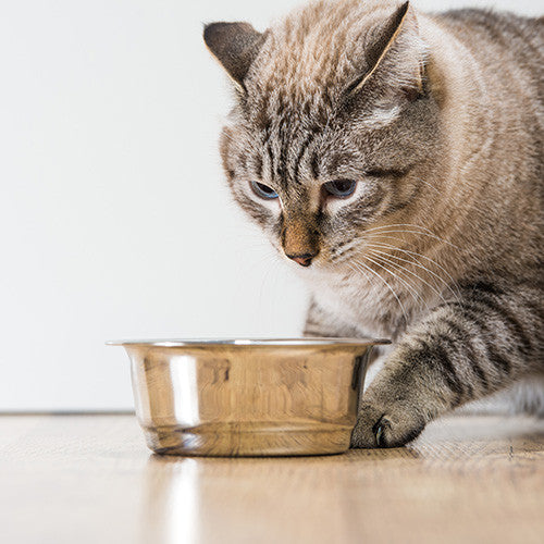 Cat Bowls &amp; Drinkers