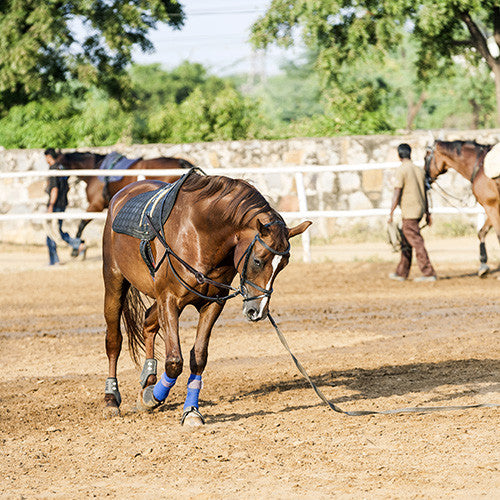 Lungeing &amp; Training Aids