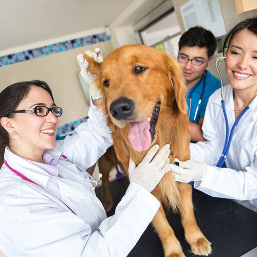 Dog Health &amp; Hygiene