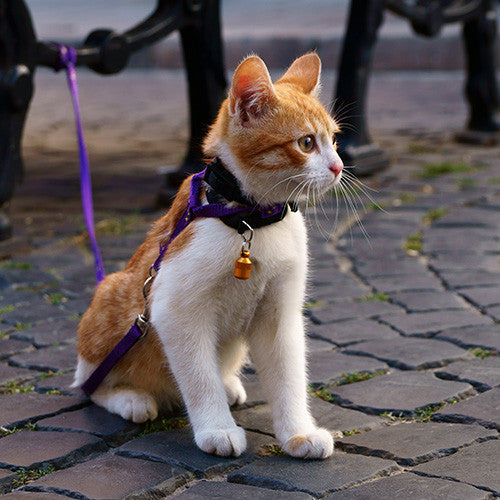 Cat Collars Lead &amp; Harness