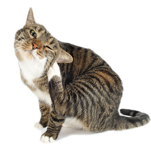 Cat Flea &amp; Worming
