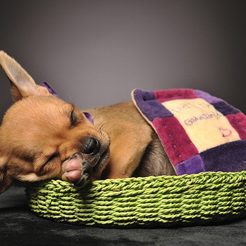 Dog Bedding