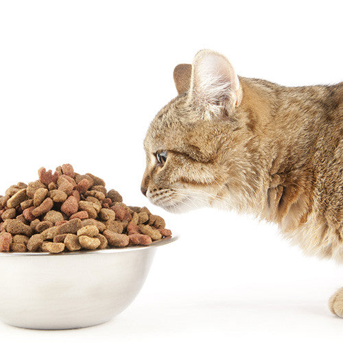 Cat Dry Food