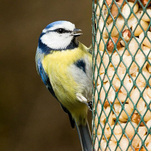 Wild Bird Feeders &amp; Drinkers