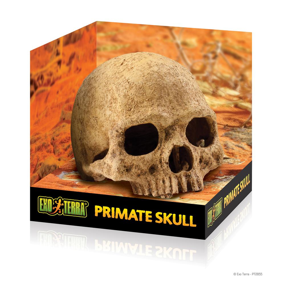 Exo Terra Primate Skull, ideal terrarium décor or reptile hide by Exo Terra.