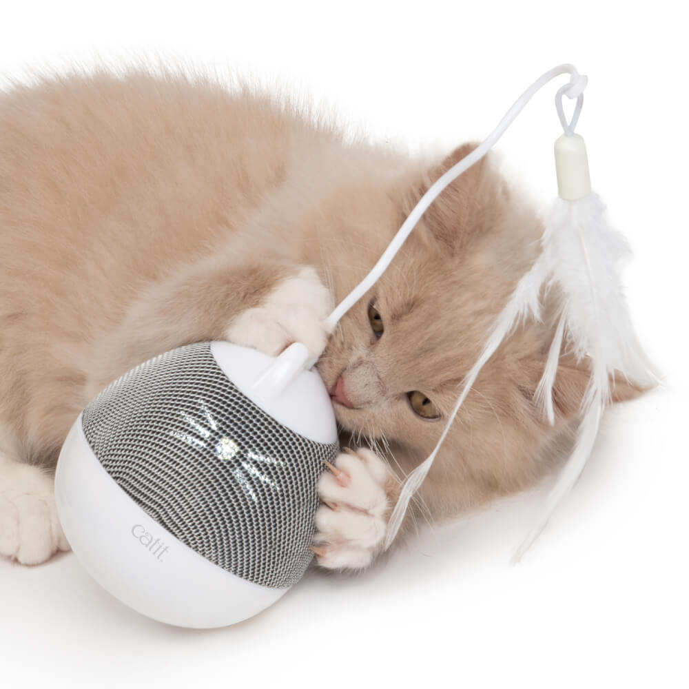 Light brown kitten plays with Catit Pixi Spinner White & Blue interactive cat toy.