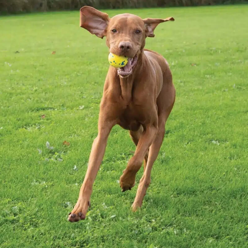 Brown dog runs on grass with a Zeus Nitro Weighted Ball toy, ears flapping.
