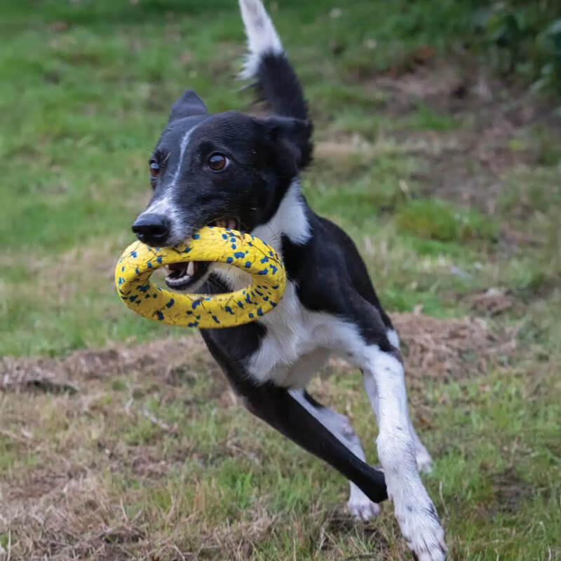 Black and white dog runs on grass with Zeus Nitro Weighted Ring yellow toy in its mouth.