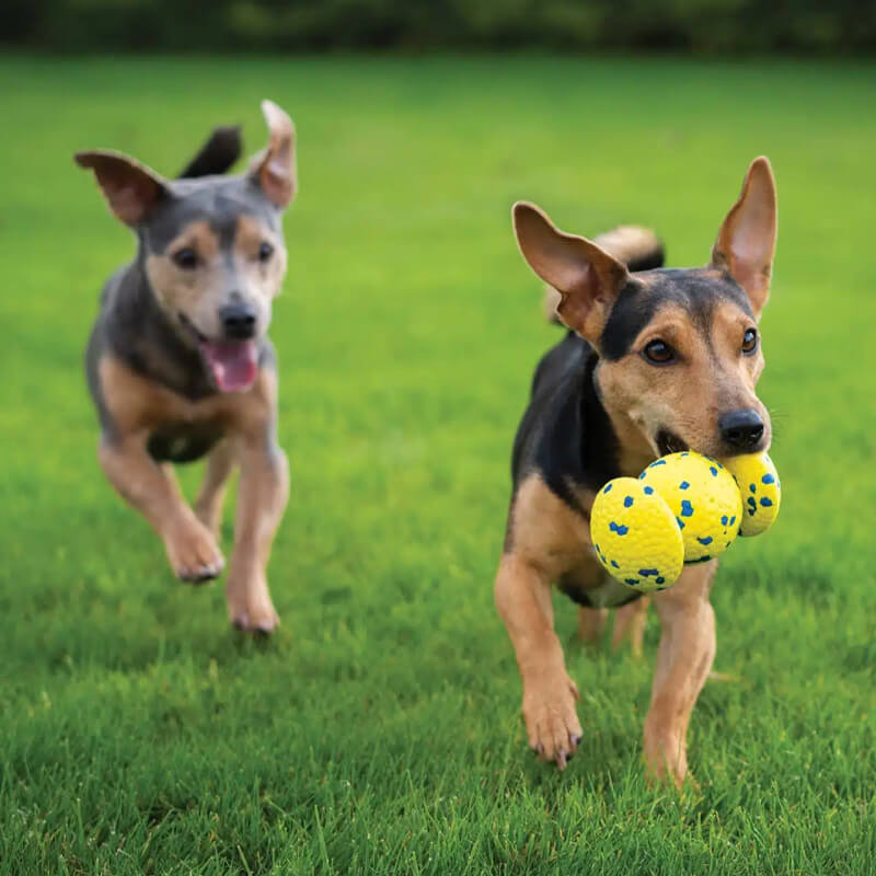Two dogs run on grass; one carries a Zeus Nitro Weighted Grip Ball in its mouth.