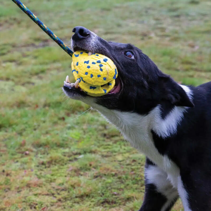 Zeus Nitro Weighted Slinger with Rope: black and white dog tugs on durable toy outdoors.