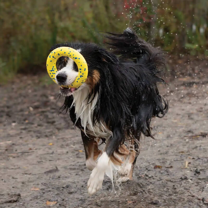 Wet dog running with a Zeus Nitro Ring flexible toy looped around its face.