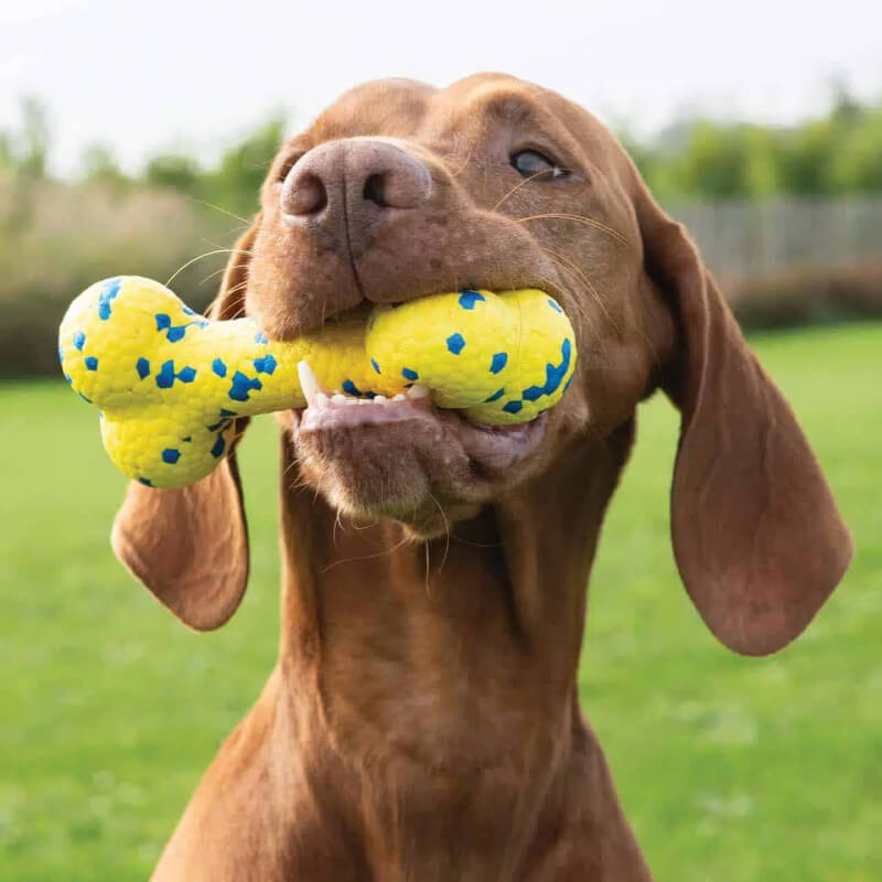 A brown dog outdoors holds a Zeus Nitro Bendy Bone toy by Zeus Nitro in its mouth on the grass.