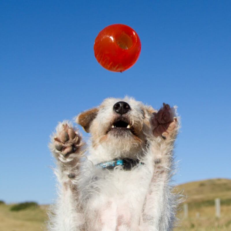 A small dog leaps for the Bionic Ball by Bionic under a clear blue sky.