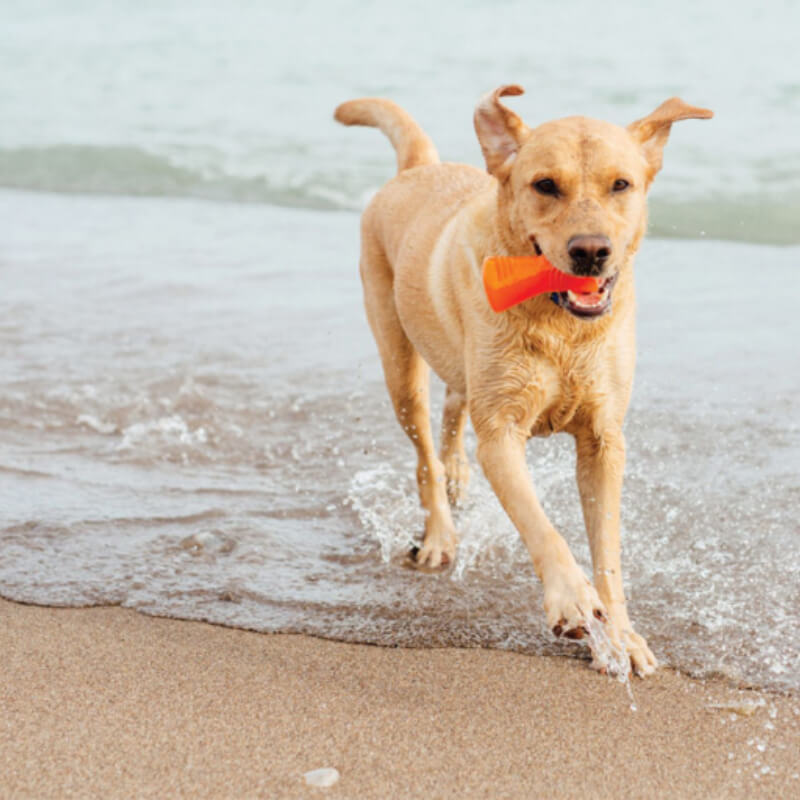 A yellow dog runs by the water with a Bionic Bone from Bionic in its mouth.