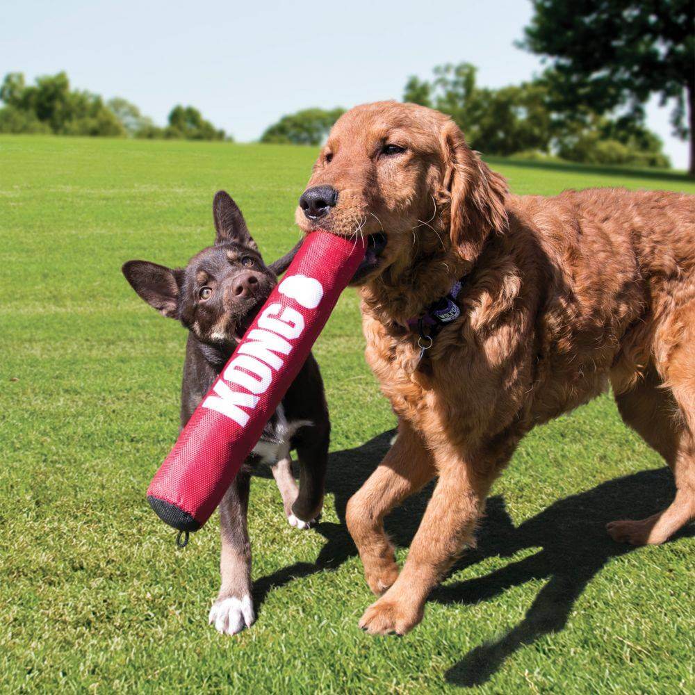 Two dogs play outside on grass with the durable Kong Signature Stick from Kong.