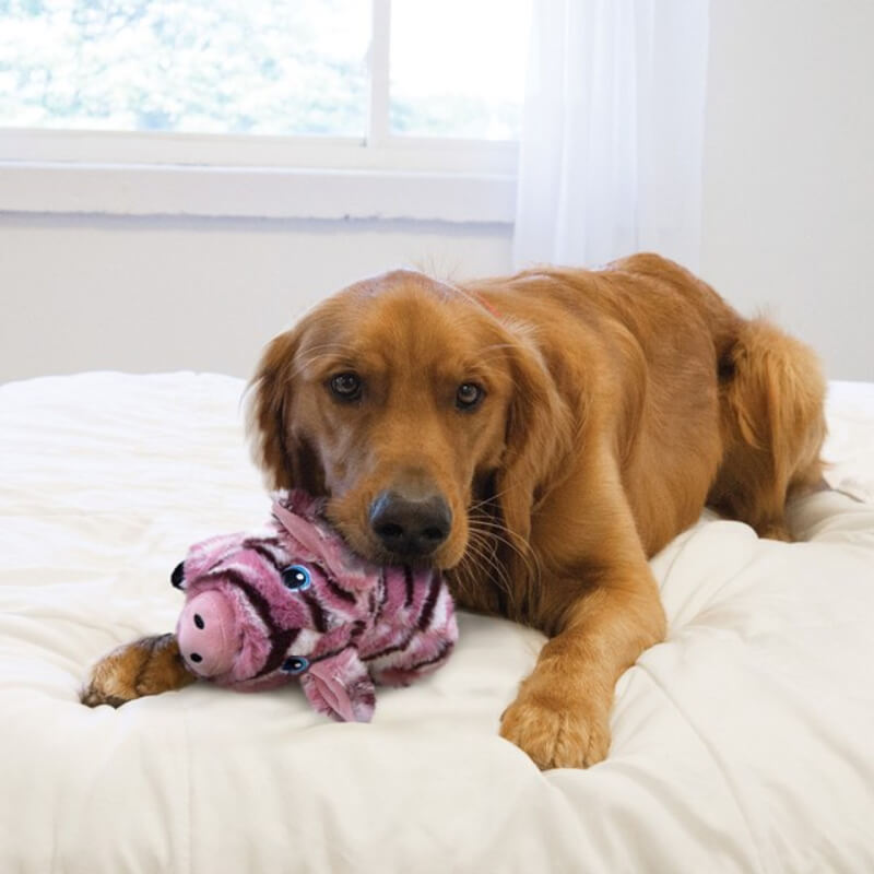 Golden retriever on a bed with a Kong KONG Low Stuff Stripes Pig Medium toy in its mouth.